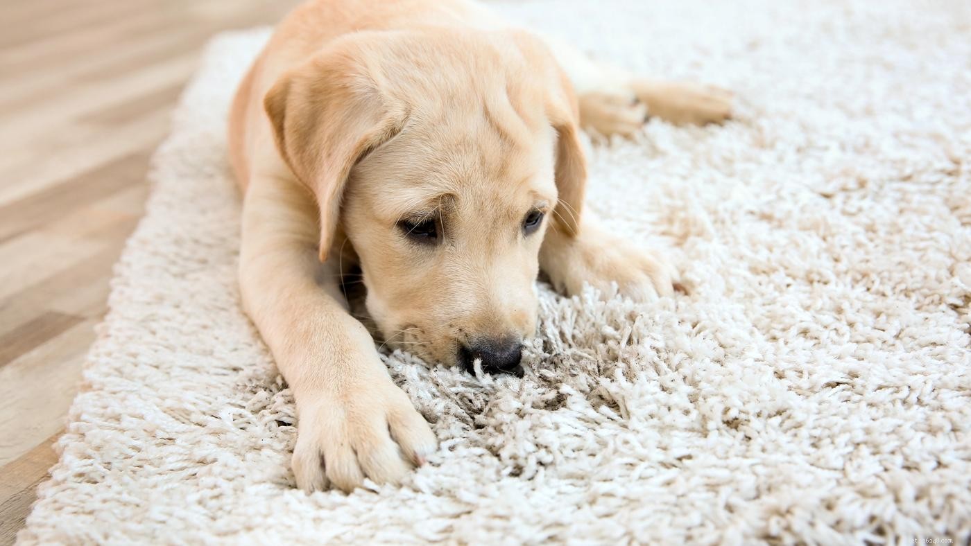 Hond plassen in krat:hoe de gewoonte te doorbreken