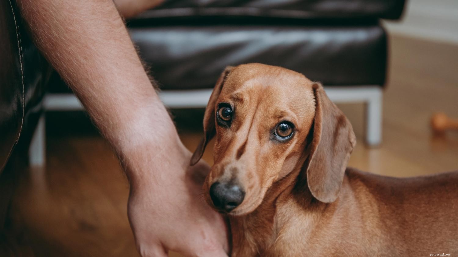 Pourquoi les chiens mordent-ils ? Un guide complet