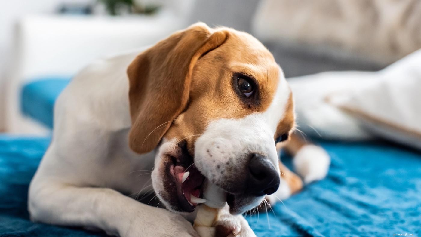 Varför biter hundar? En komplett guide