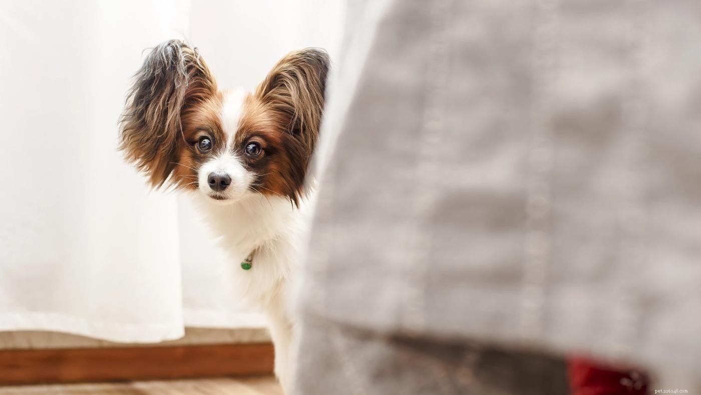 Periodi di paura dei cuccioli:come superarli