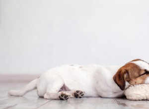 犬の悪夢：あなたはそれらについて何ができますか？ 
