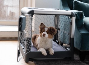 Расписание обучения Puppy Crate:практическое руководство