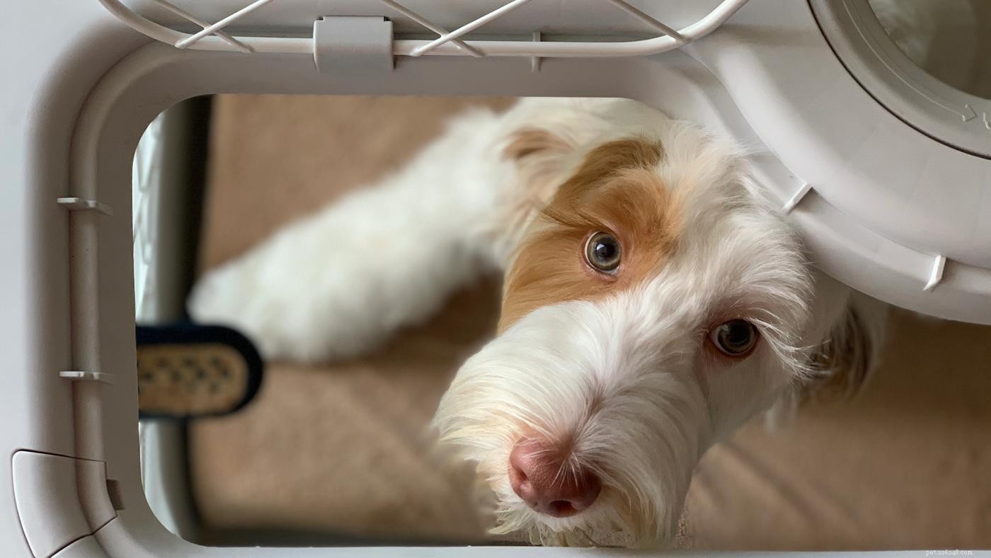 Расписание обучения Puppy Crate:практическое руководство