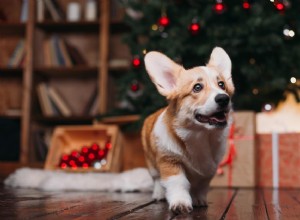 애완동물 친화적인 장식:안전한 휴가를 위한 13가지 팁