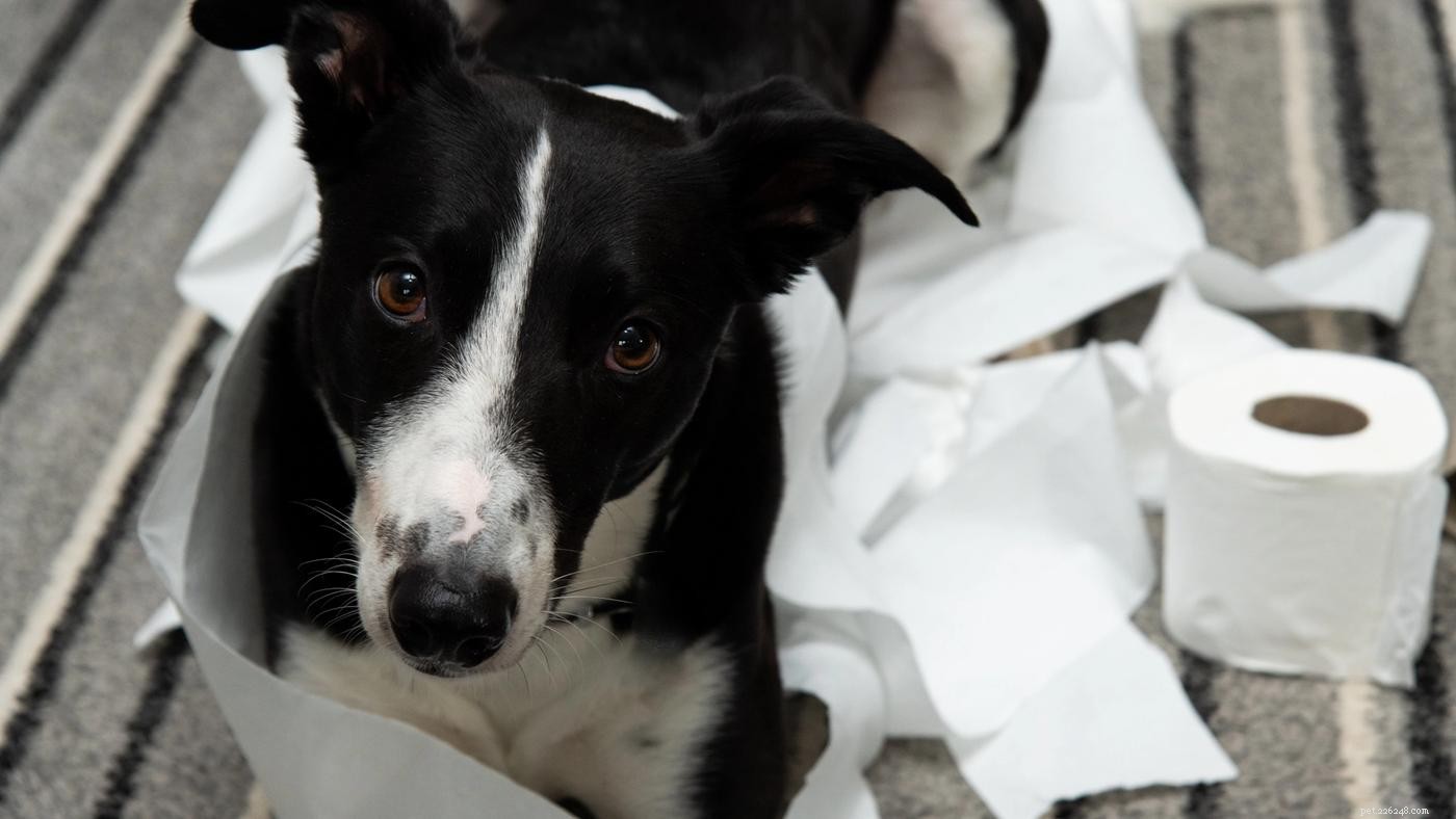 Hoe honden om hulp vragen:7 aanwijzingen om op te letten