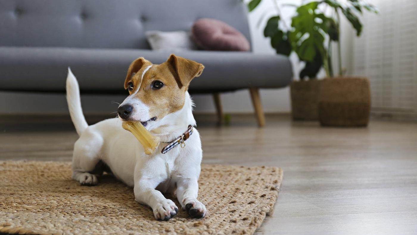 Как собаки просят о помощи:7 признаков, на которые следует обращать внимание