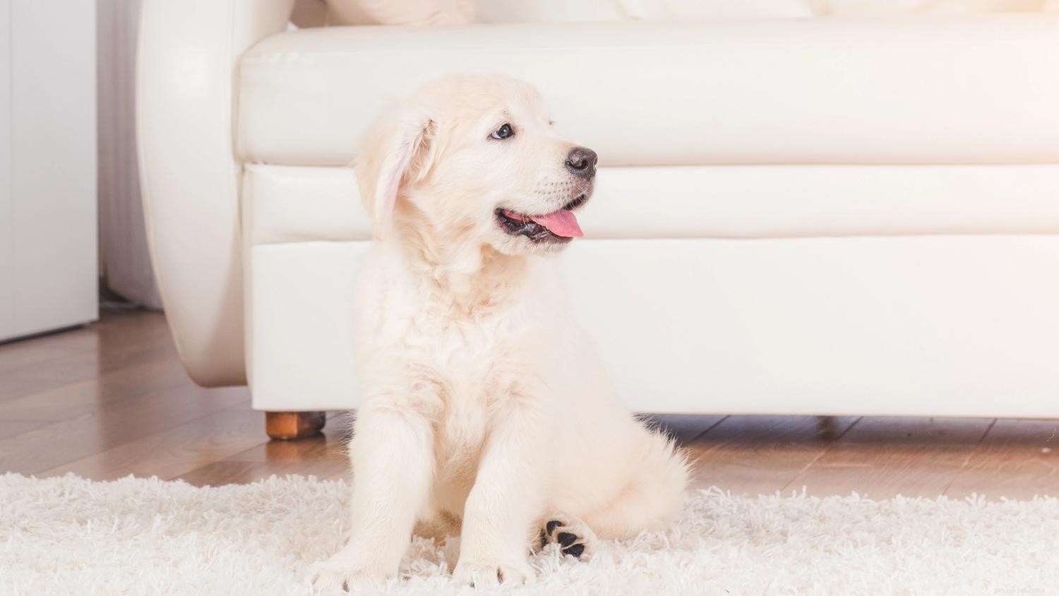 Hoe u zich kunt voorbereiden op een puppy:een veilige ruimte creëren