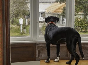 Ansiedade de separação em cães:prevenção e treinamento