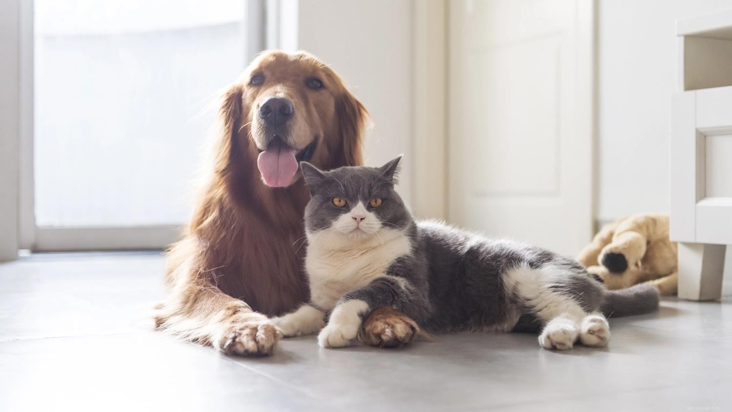 Jak seznámit psa s kočkou:9 tipů, které můžete vyzkoušet