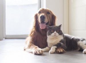 Как познакомить собаку с кошкой:9 полезных советов