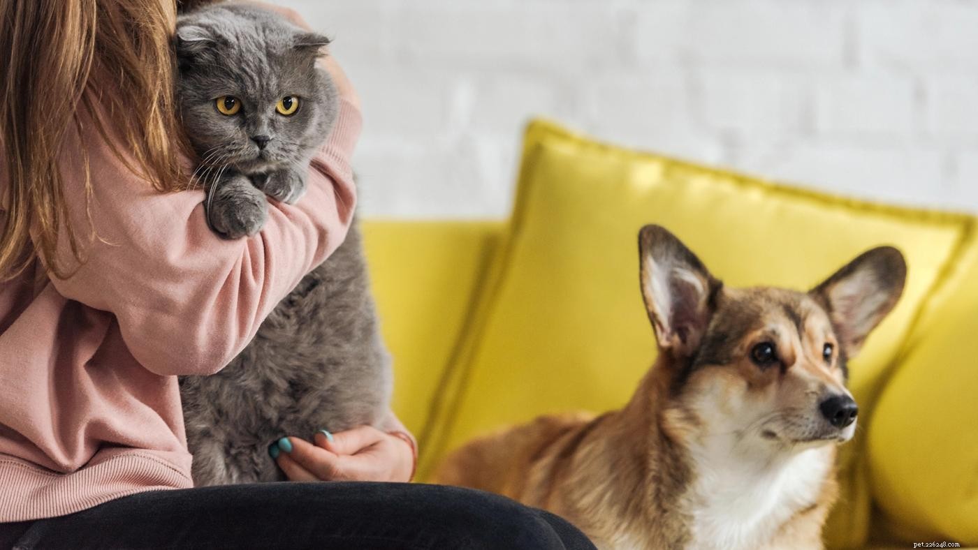 Comment présenter un chien à un chat :9 conseils à essayer