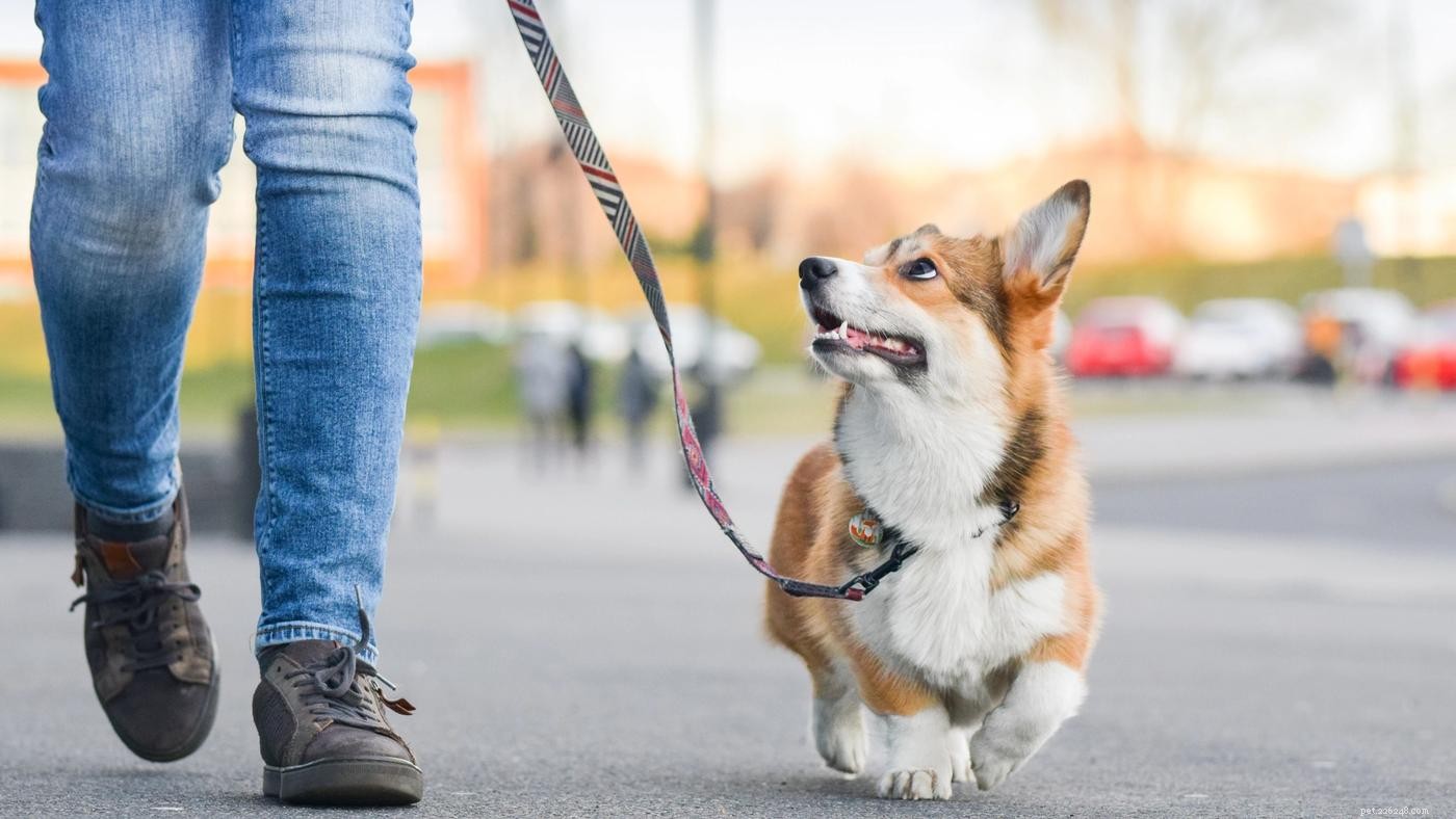 あなたの犬を歩くための適切な鎖のテクニック 