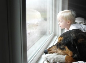 Úzkost z bouře u psů:Co můžete dělat