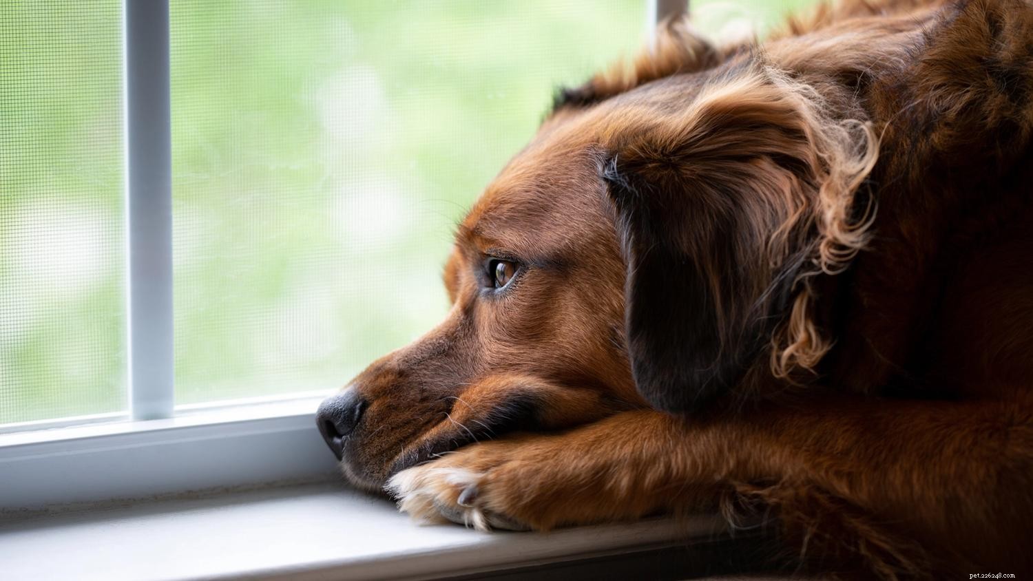 ストレスのたまった犬：ストレスを和らげる10の方法 