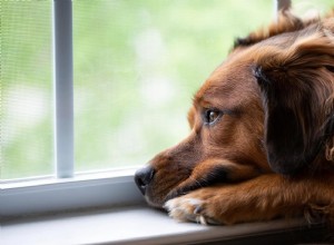 Vystresovaný pes:10 způsobů, jak zmírnit stres