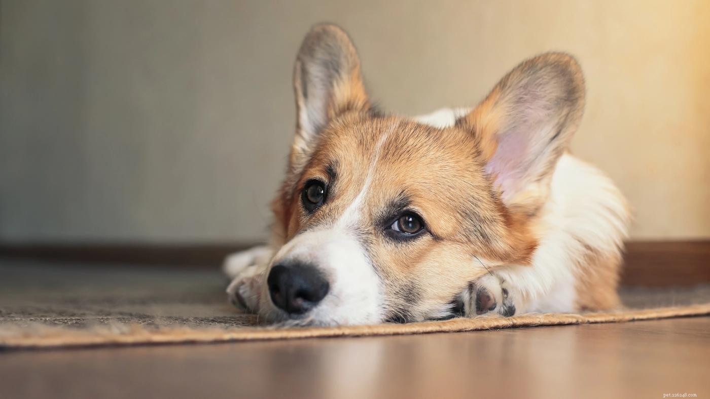 Cão estressado:10 maneiras de aliviar o estresse