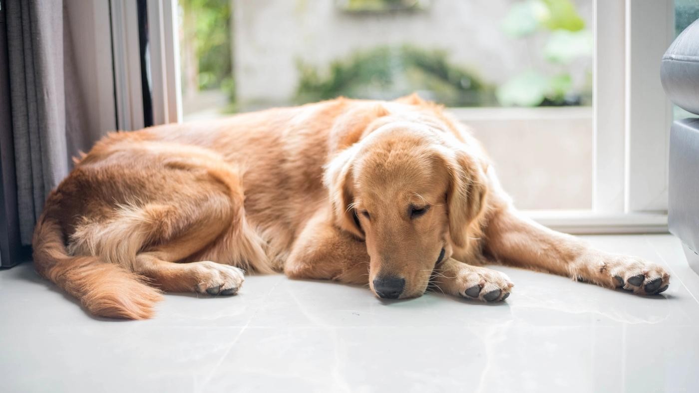 Gestresste hond:10 manieren om hun stress te verlichten