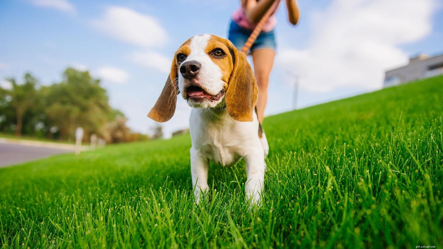 Passeio com coleira solta:como treinar seu cão a andar educadamente