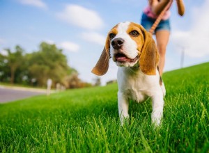 Gå med lösa koppel:Hur man tränar din hund att gå artigt