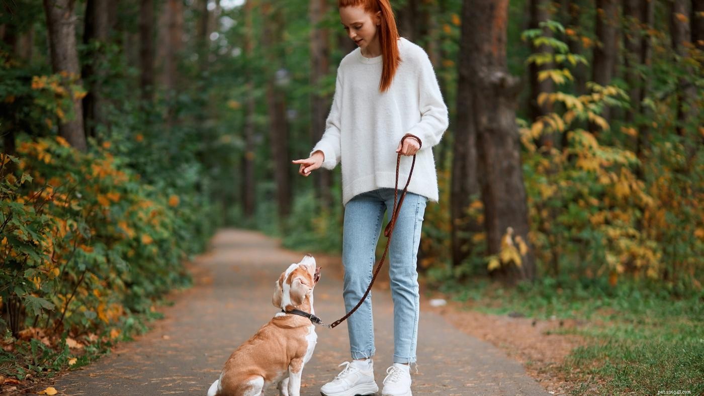 Chůze na volném vodítku:Jak vycvičit psa, aby chodil zdvořile