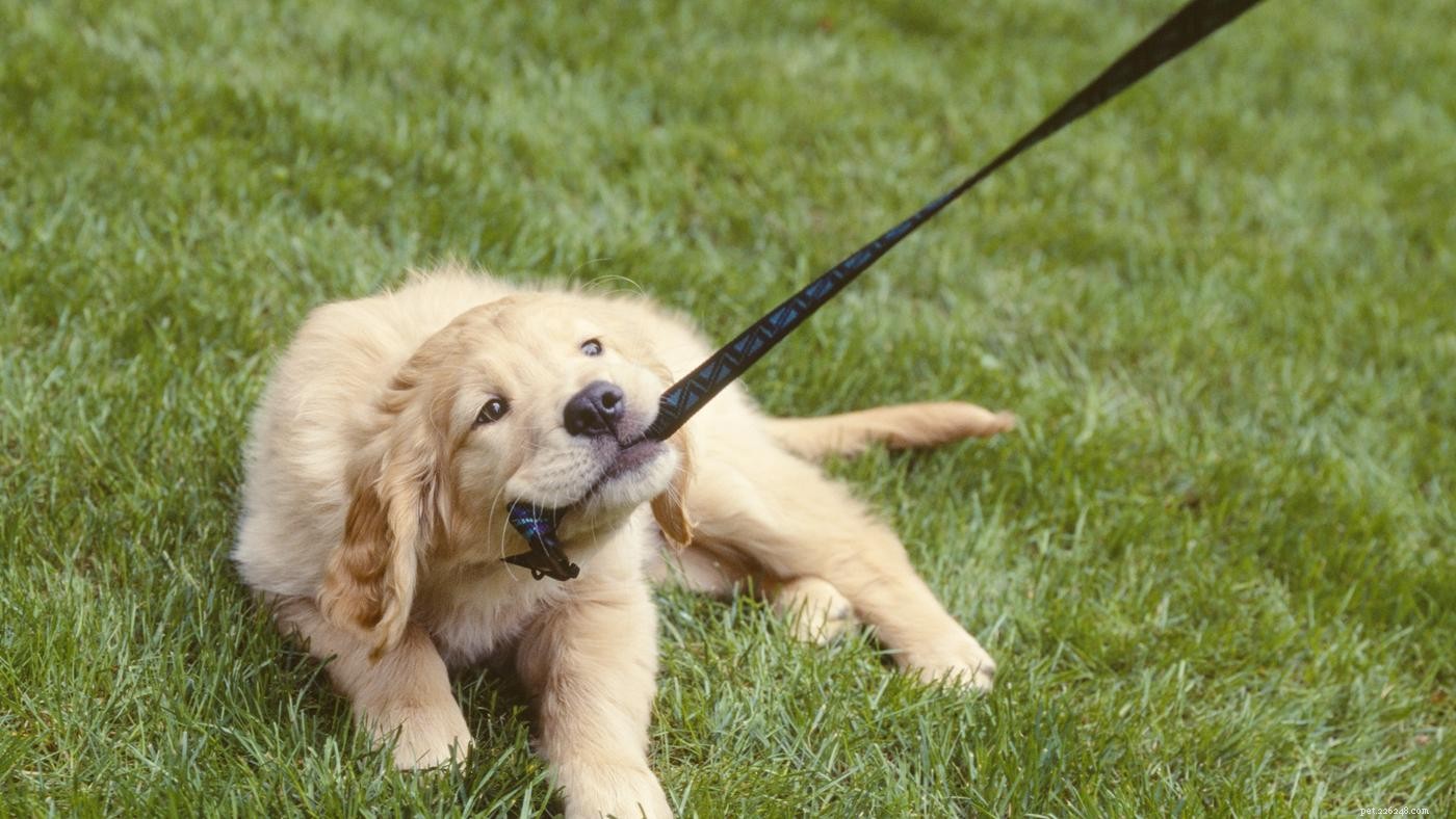 ゆるい鎖の歩行：犬が丁寧に歩くように訓練する方法 
