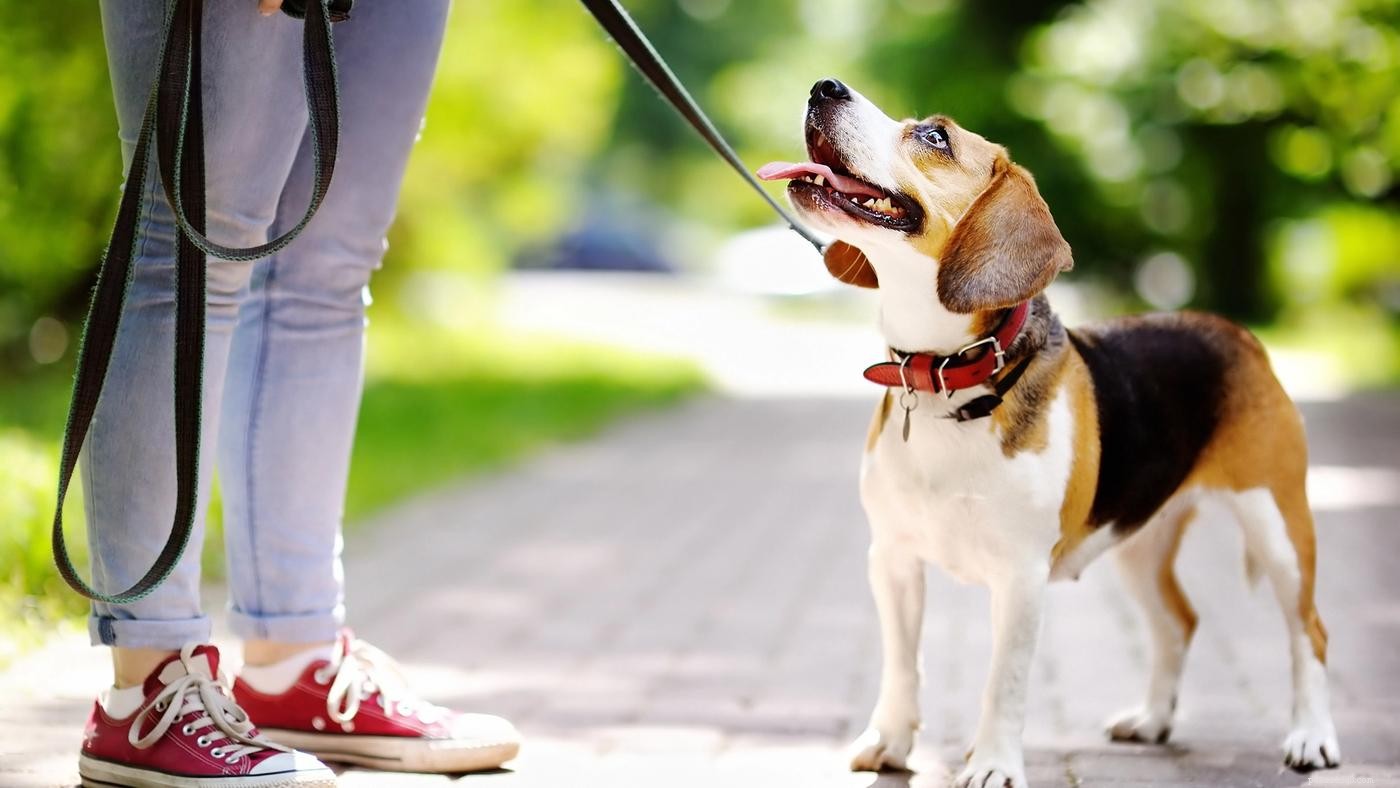 느슨한 목줄 걷기:개가 정중하게 걷도록 훈련하는 방법