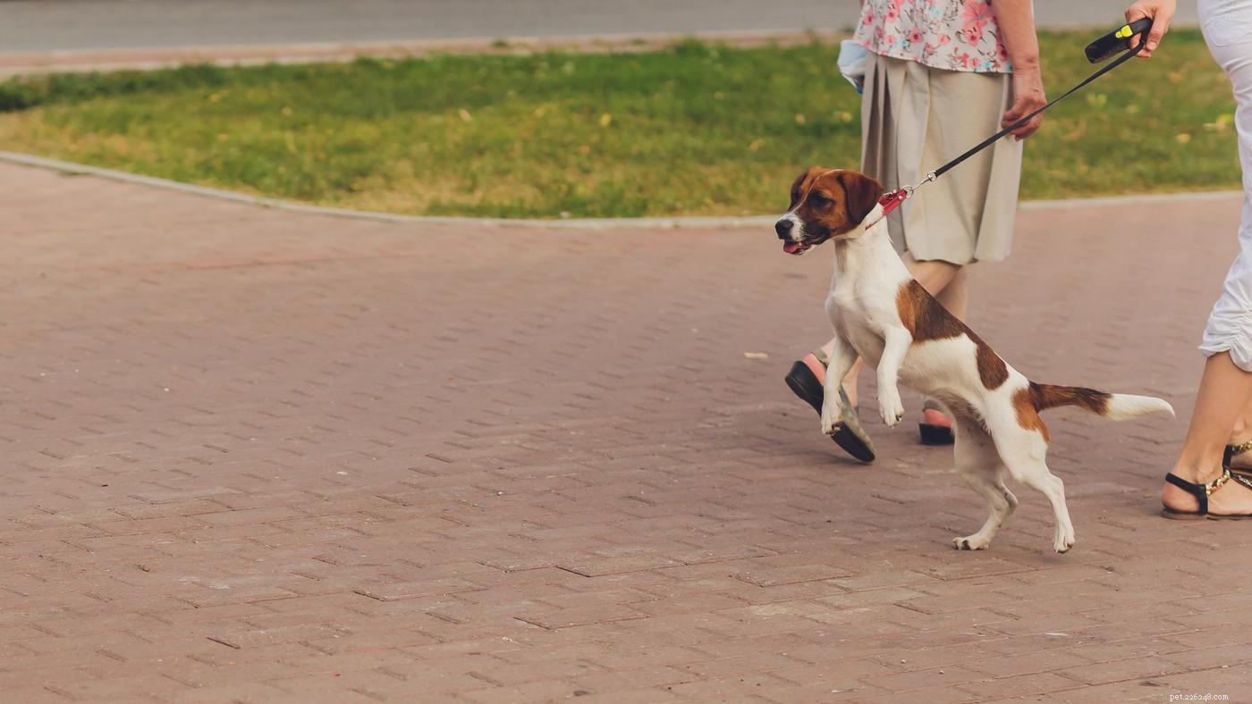 Hur man felsöker vanliga problem med hundpromenad
