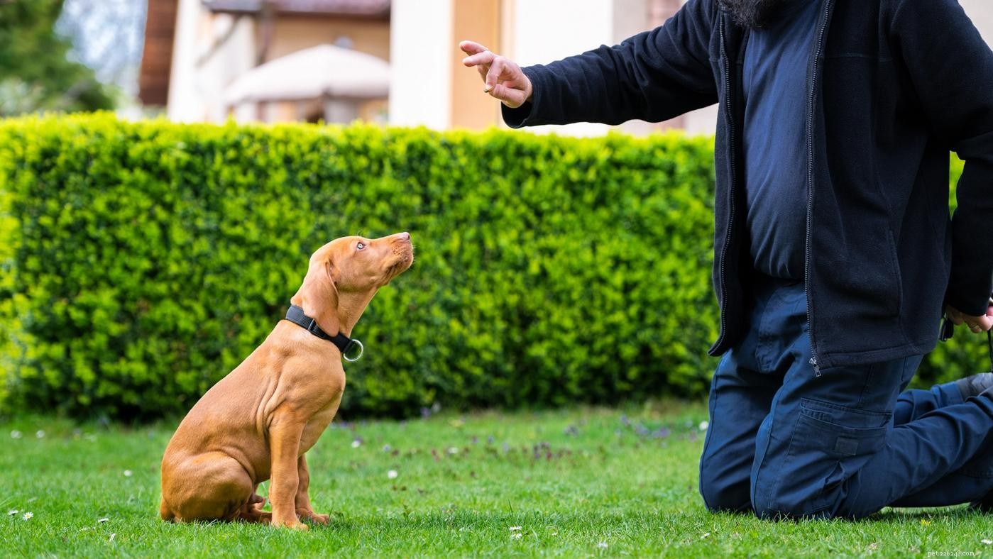 Addestramento per cani di rinforzo positivo:una guida