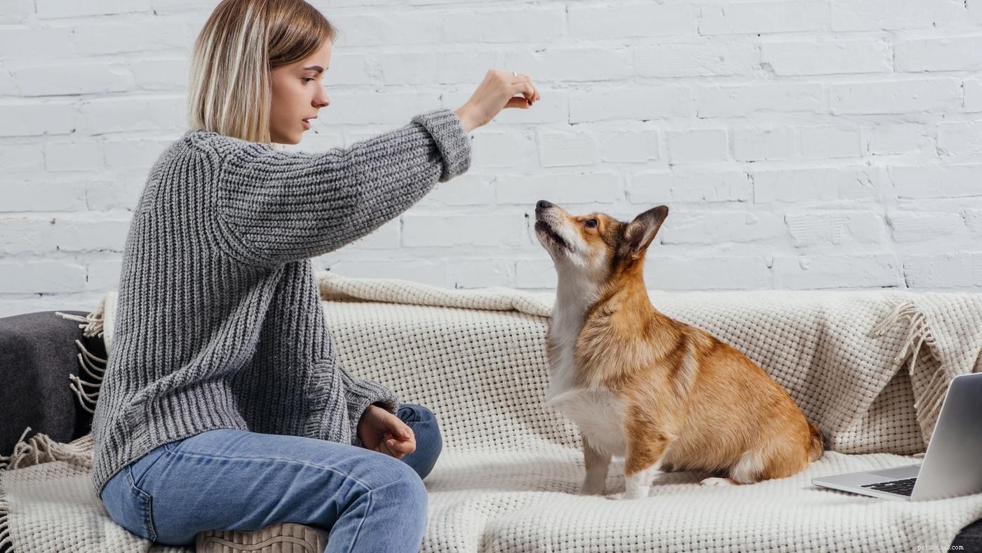 Positieve hondentraining:een gids
