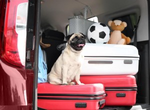 #DiggsTeamTips:애완동물 동반 여행