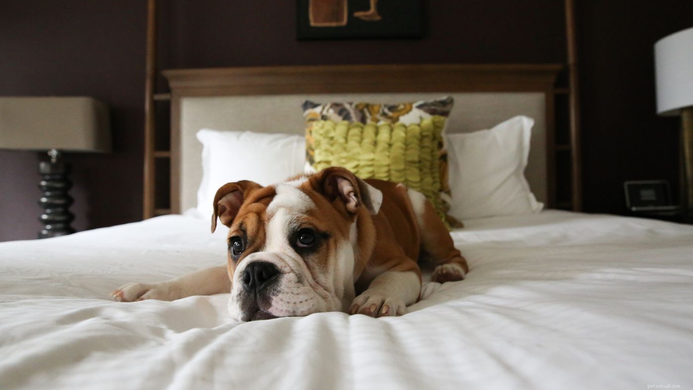 O guia Diggs para hotéis, restaurantes e muito mais que aceita cães