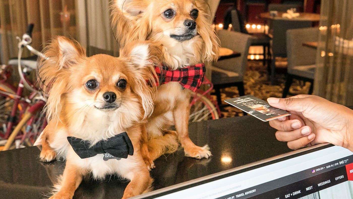 O guia Diggs para hotéis, restaurantes e muito mais que aceita cães