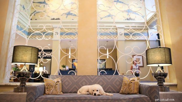 Путеводитель Diggs по отелям, ресторанам и другим местам, где разрешено проживание с собаками