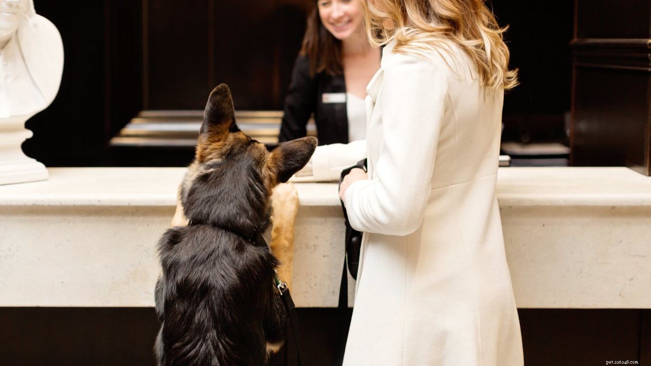 De Diggs-gids voor hondvriendelijke hotels, restaurants en meer