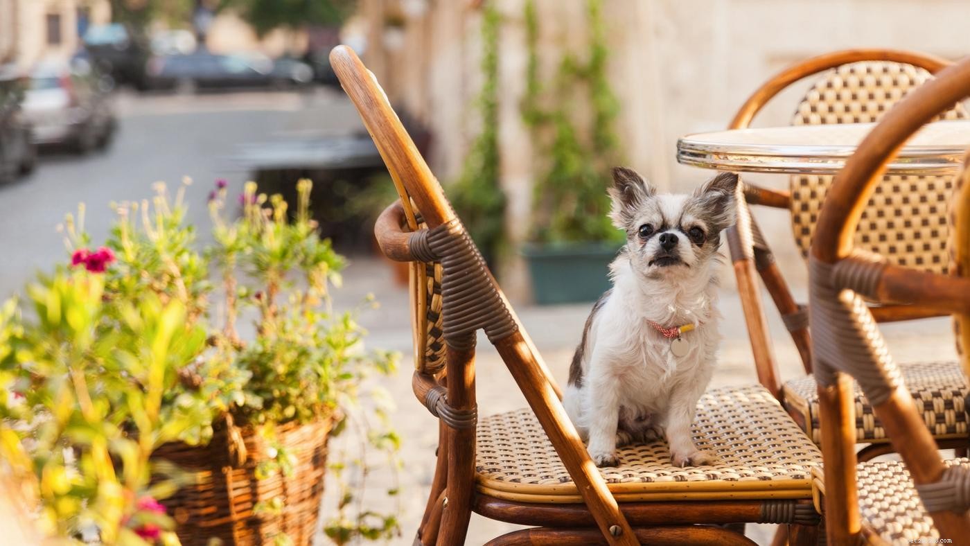 Путеводитель Diggs по отелям, ресторанам и другим местам, где разрешено проживание с собаками