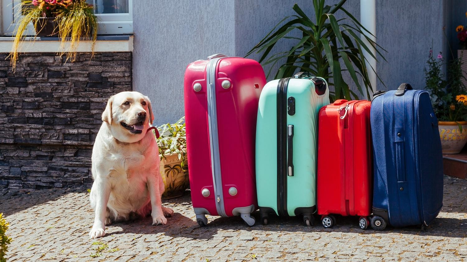 L anxiété du chien en voyage :comment éviter le stress lors de vos déplacements