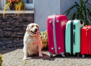 犬の旅行不安：外出先でのストレスを避ける方法 
