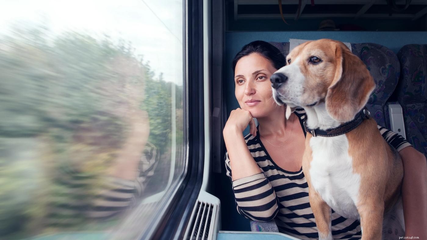 Ansia da viaggio del cane:come evitare lo stress in movimento