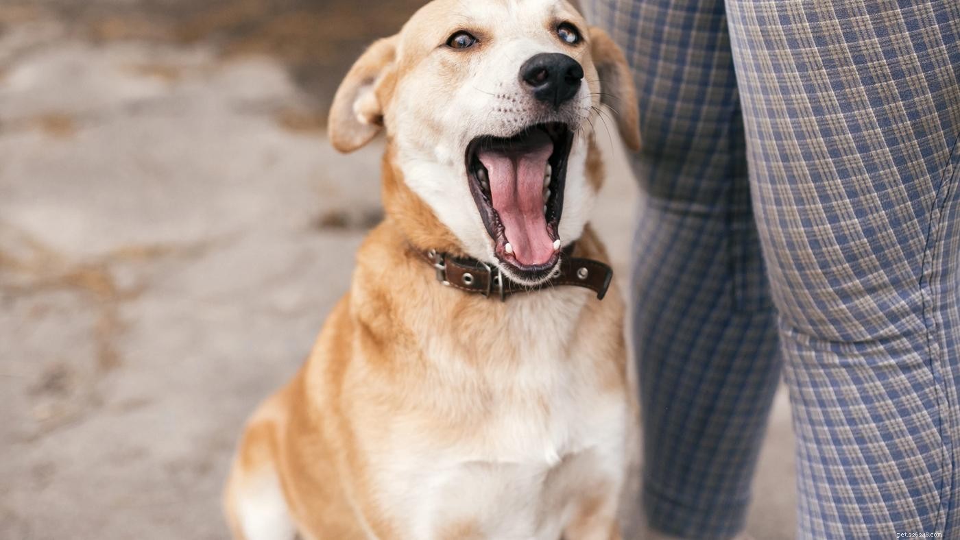 Linguagem corporal do cão:o que eles estão tentando lhe dizer