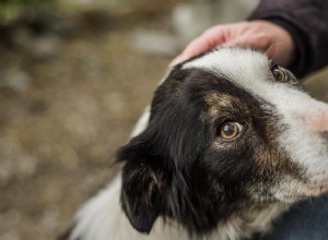 Hur man får en hund att känna sig säker:10 tips att prova