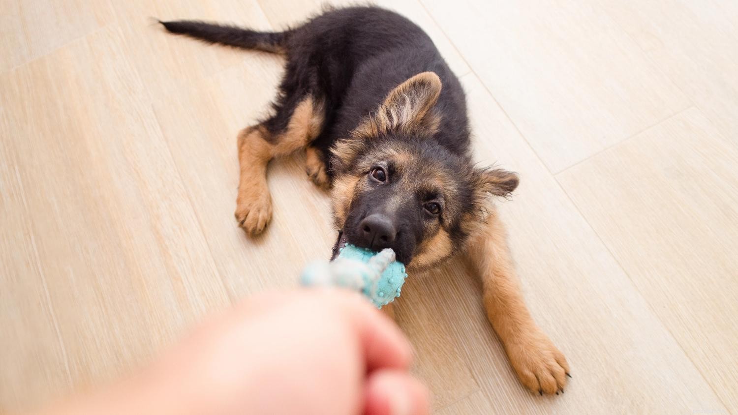 Come calmare un cane ipertestuale:9 consigli da provare