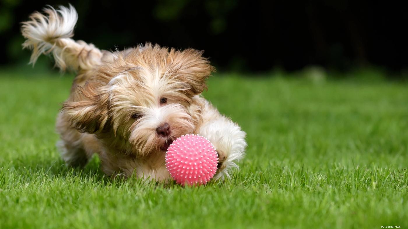 Como acalmar um cachorro hiperativo:9 dicas para experimentar