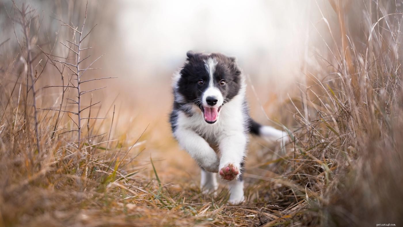 Come calmare un cane ipertestuale:9 consigli da provare