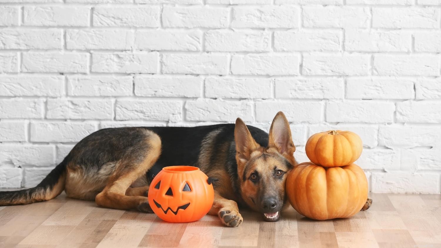 5 советов, как успокоить собаку на Хэллоуин