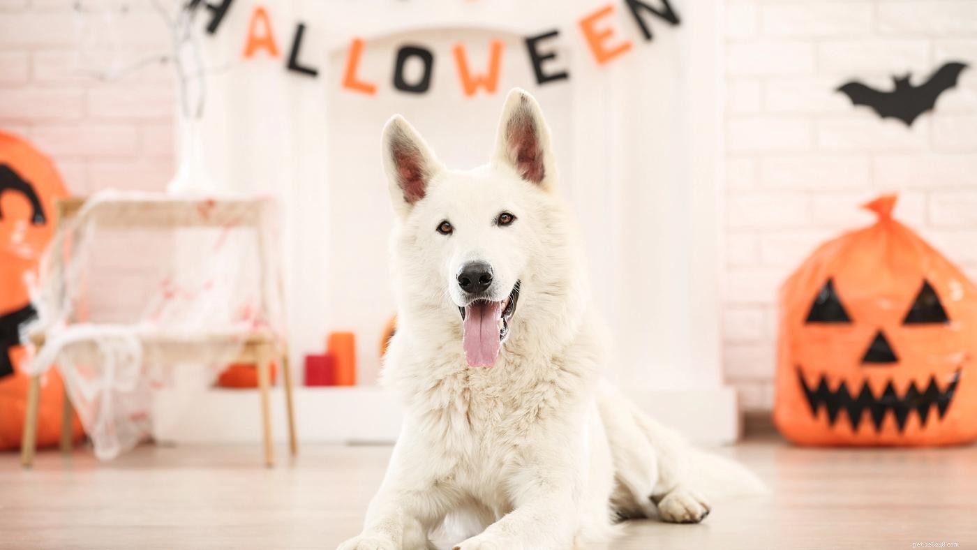 5 tips för att hålla din hund lugn på Halloween