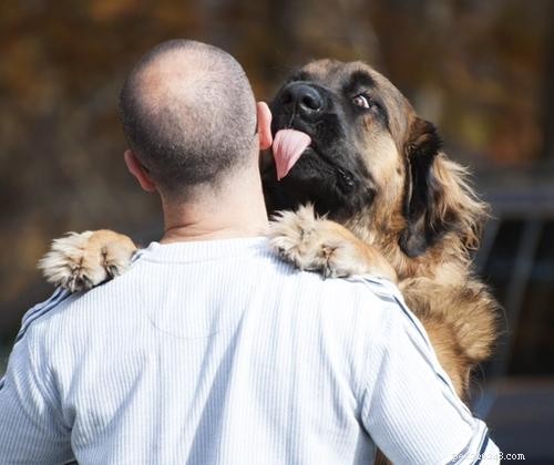 Hoe u kunt voorkomen dat uw hond van grote rassen op u springt