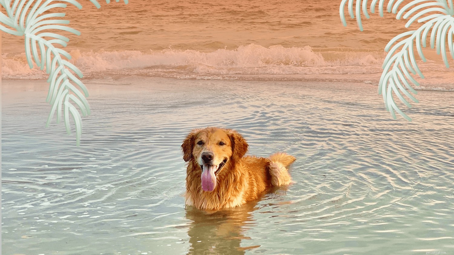 最高の犬のビーチ旅行を計画する方法 