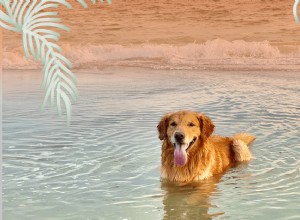 Как спланировать лучшую поездку на пляж с собакой
