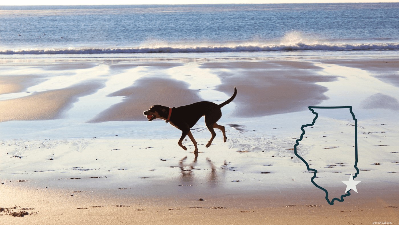 Jak naplánovat nejlepší výlet na psí pláž