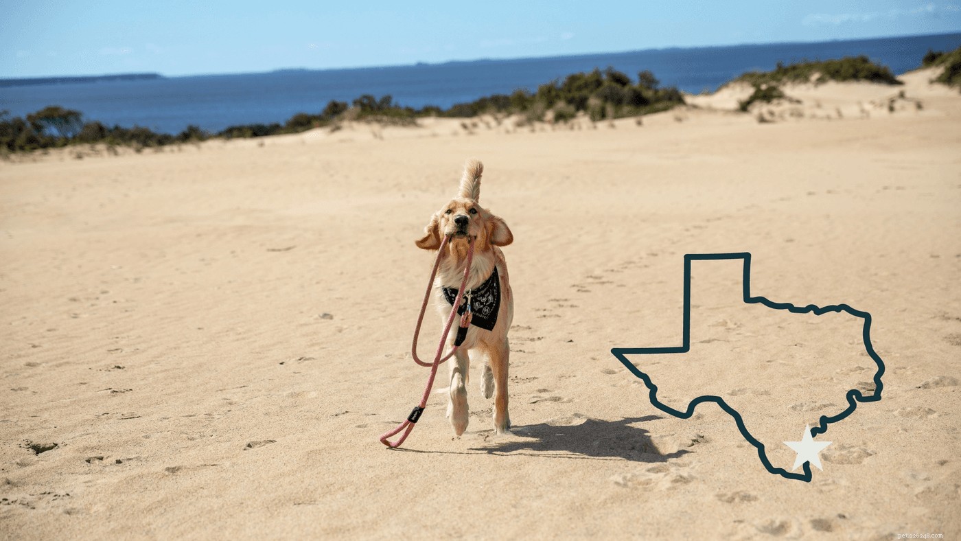 最高の犬のビーチ旅行を計画する方法 